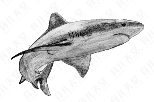 素描鲨鱼简笔画