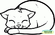 睡觉姿态的小猫咪的简笔画整理
